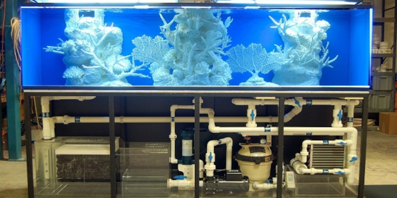 The role of filtration in maintaining a healthy aquarium - head