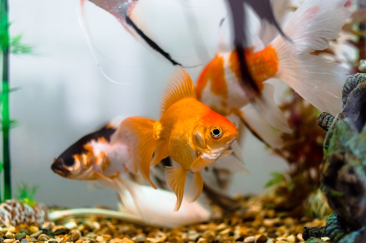 What to do if your fish has swim bladder disease - head