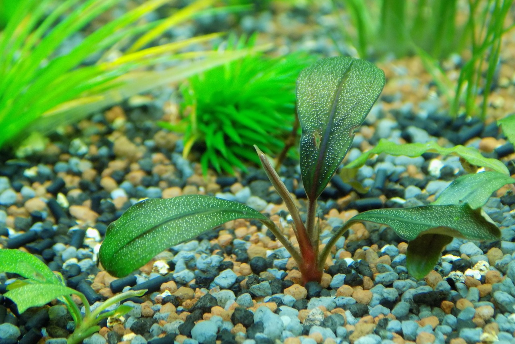 benefits of adding live plants to your aquarium-head