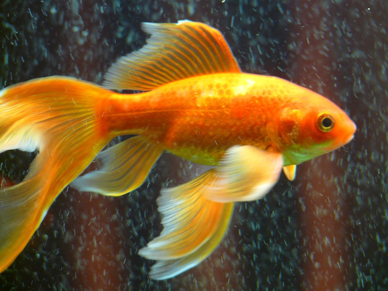 how to lower nitrites in fish tank - HEAD